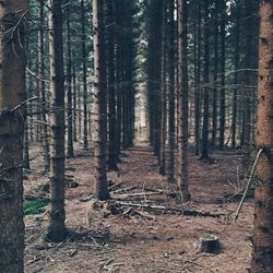 Trees in forest