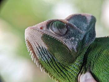 Iguana Reptile