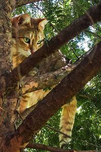 Low angle view of cat sitting on tree
