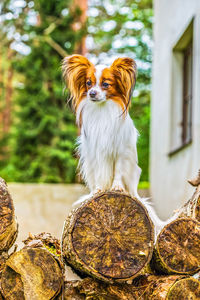 Portrait of a papillon purebreed dog with grass behind