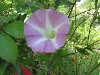 Close-up of flower blooming outdoors