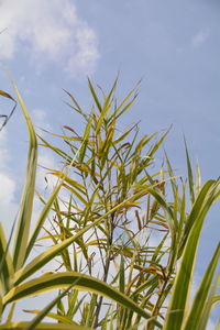 Low angle view of plants growing against sky