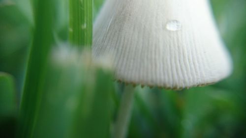 Close-up of mushroom growing outdoors