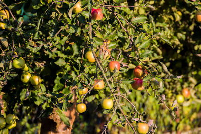 Close-up of fruits growing on tree