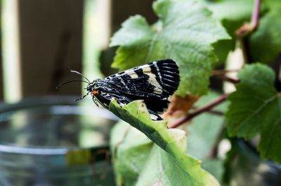 Close-up of butterfly on plant