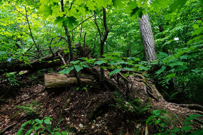 Close-up of tree in forest