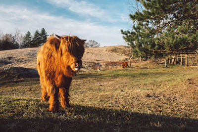 Horse in a field