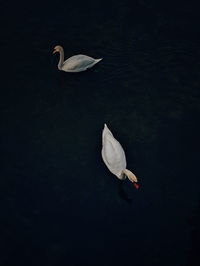 High angle view of swan in lake