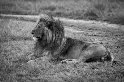 Mono sleepy male lion lies beside track