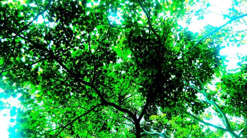 Low angle view of trees