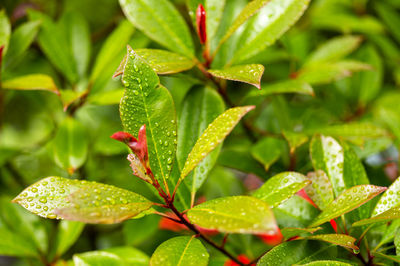 Close-up of raindrops on leaves