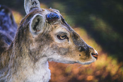 Close-up of deer