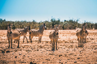 Zebra standing on field