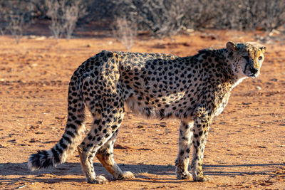 Full length of a cat