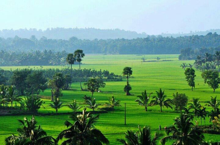 landscape, tranquil scene, green color, field, tranquility, rural scene, growth, agriculture, beauty in nature, tree, scenics, nature, farm, grass, crop, cultivated land, green, idyllic, sky, plant