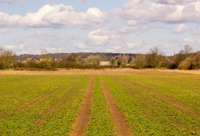 Scenic view of agricultural field against sky