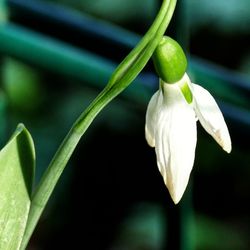 Close-up of white flowering plant