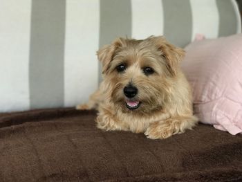 Close-up portrait of dog relaxing at home