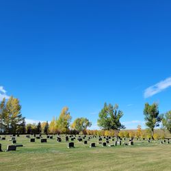 Scenic view of agricultural field against blue sky