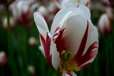 Close-up of white tulip blooming outdoors