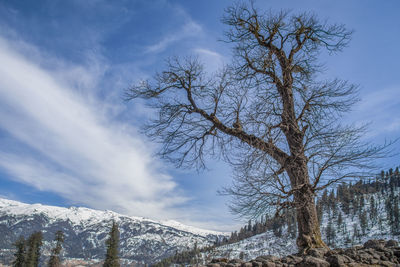 Bare tree against sky during winter
