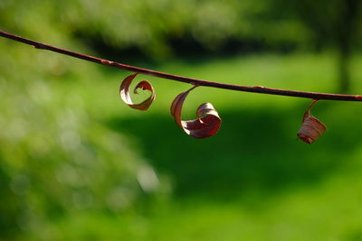 Close-up of decoration hanging outdoors