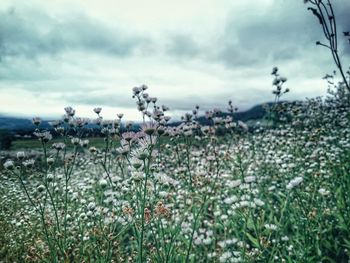 Close-up of plants growing on field against sky