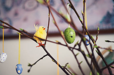 Close-up of bird perching on branch