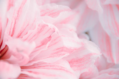 Close-up of pink flower