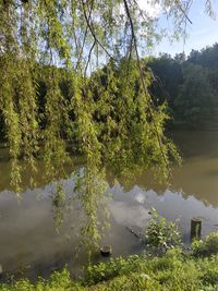 Scenic view of lake in forest against sky