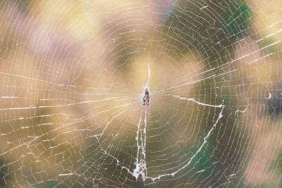 Close-up of spider web