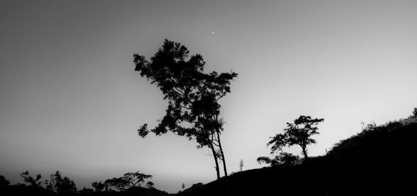 Low angle view of silhouette trees against sky at night