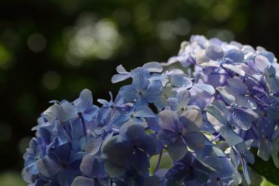 Close-up of blue hydrangeas blooming in park
