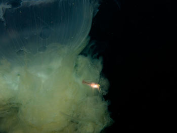 Close-up of jellyfish swimming in sea