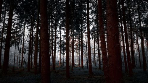 Trees in forest against sky