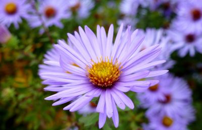 Close-up of flowers blooming outdoors