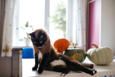 Siamese cat and pumpkins on a white table