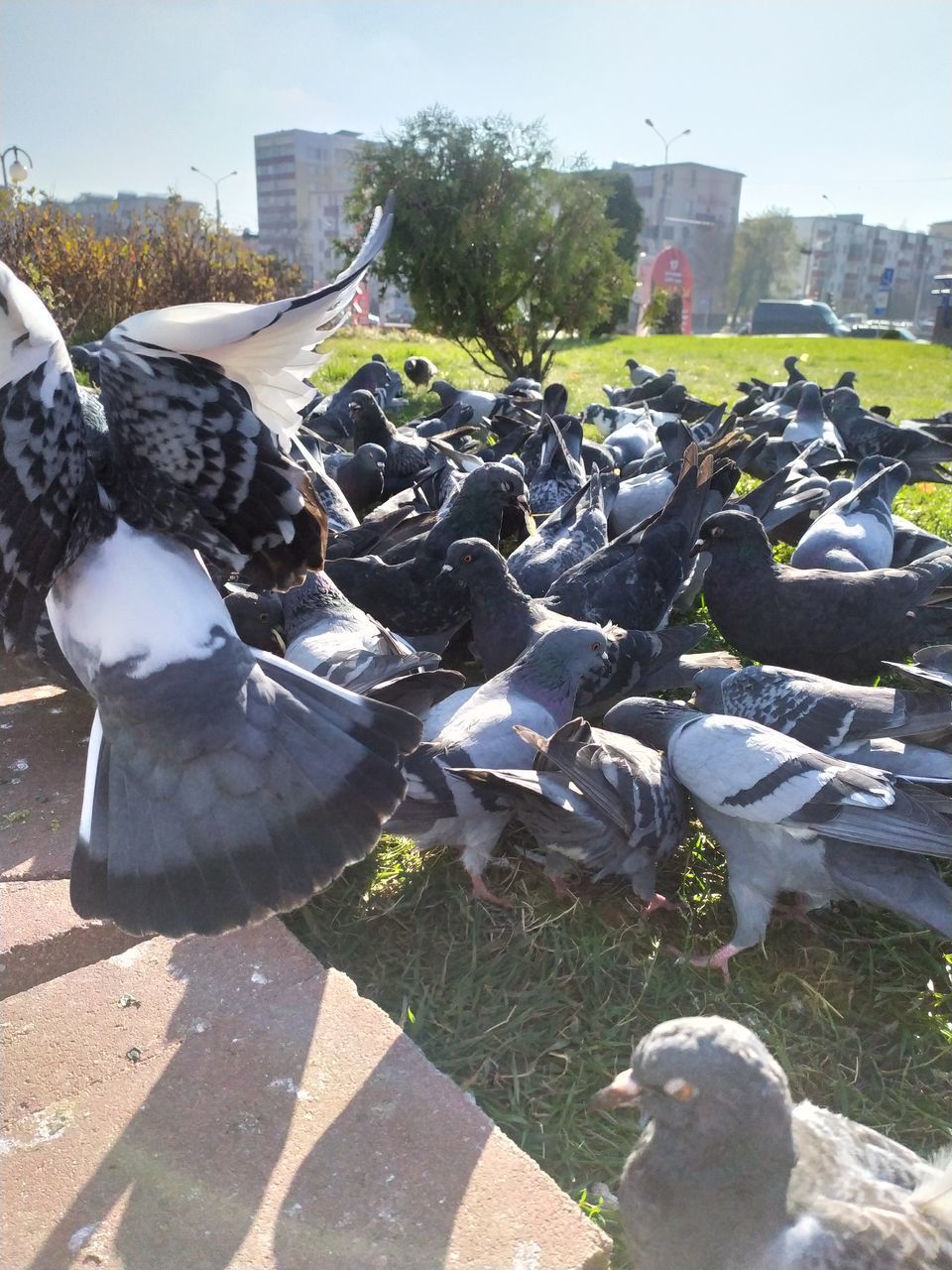 VIEW OF PIGEONS IN CITY