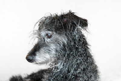 Close-up of dog against white background