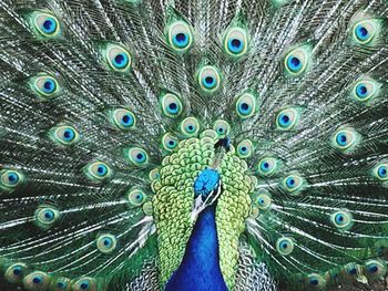 Close-up of peacock