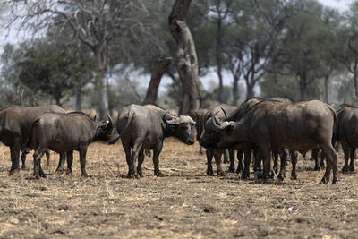 Buffalos standing in a field