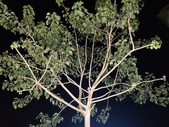 Low angle view of flowering plant against clear sky at night