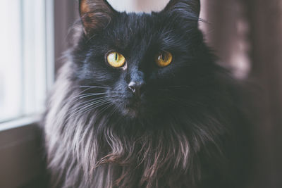 Portrait of black cat at home