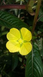 Close-up of yellow flower blooming outdoors