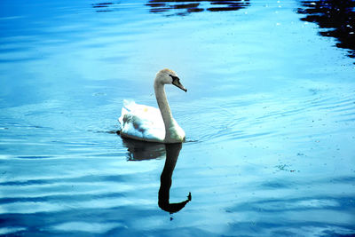 Swan swimming in lake