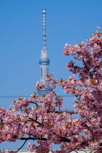 Low angle view of flowering tree against blue sky