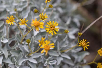 Close-up of yellow flowering plant