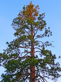 Low angle view of trees against clear blue sky