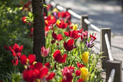 Close-up of red flowers against blurred background