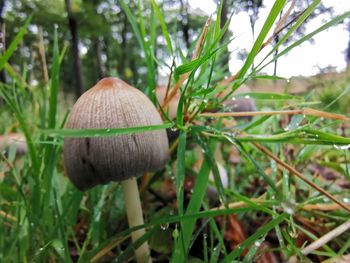 Close-up of mushroom growing on field